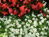 Alyssum and begonias_2